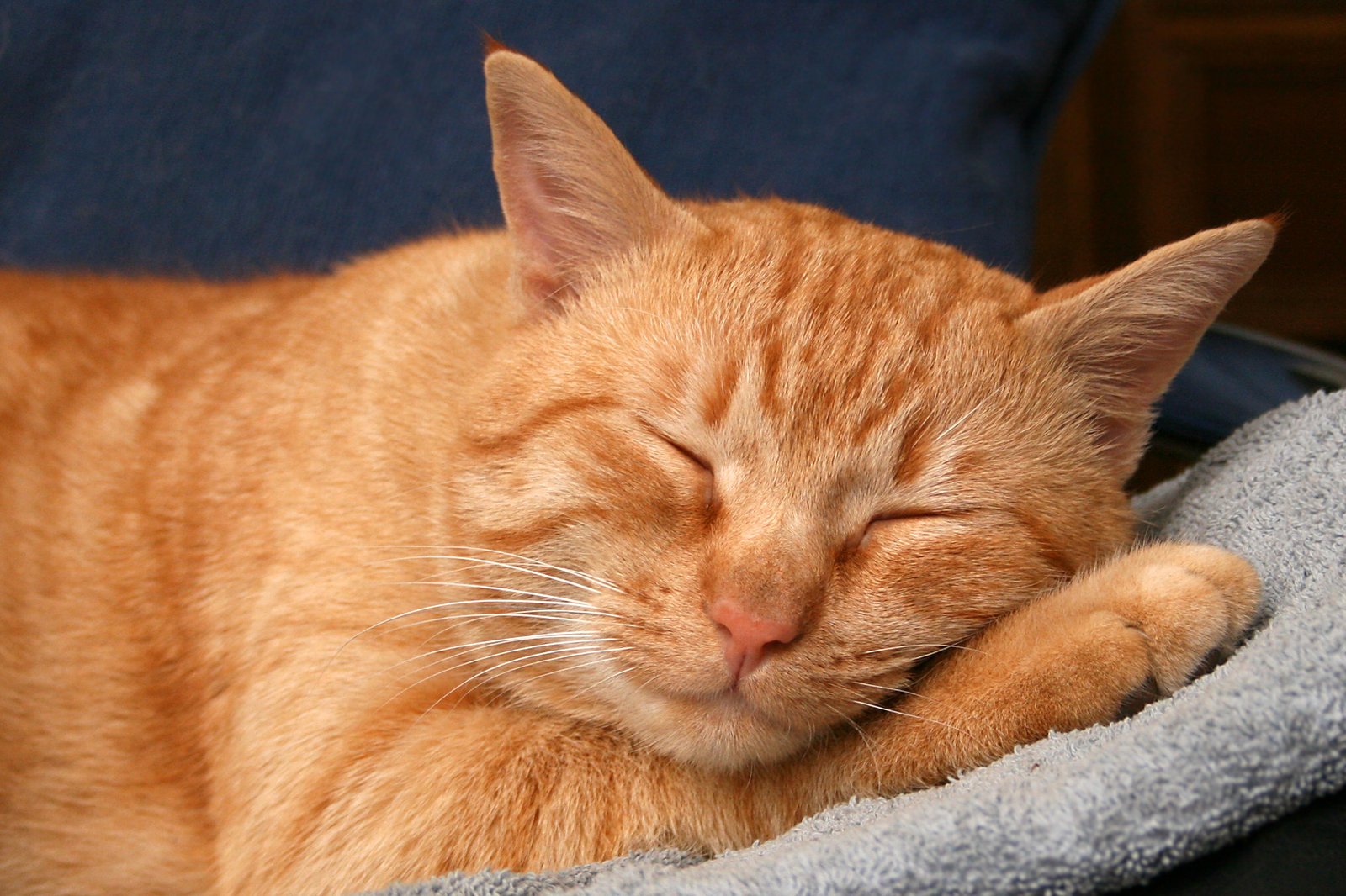 Long-Term Memory: The Power of Retention (image credits: wikimedia)