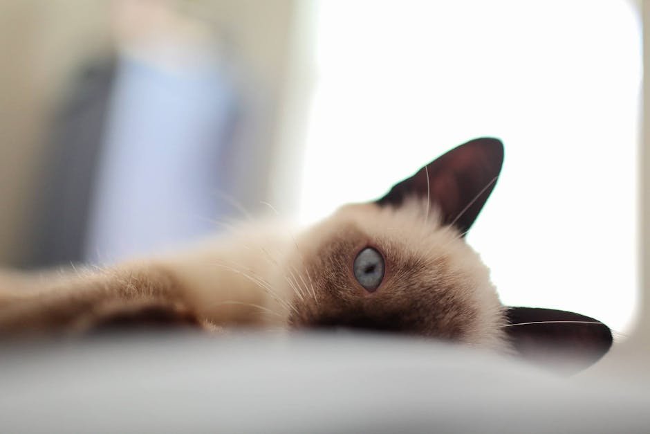 The Unique Appearance of Siamese Cats (image credits: pexels)