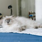 10 Essential Facts to Know Before Owning a Siamese Cat