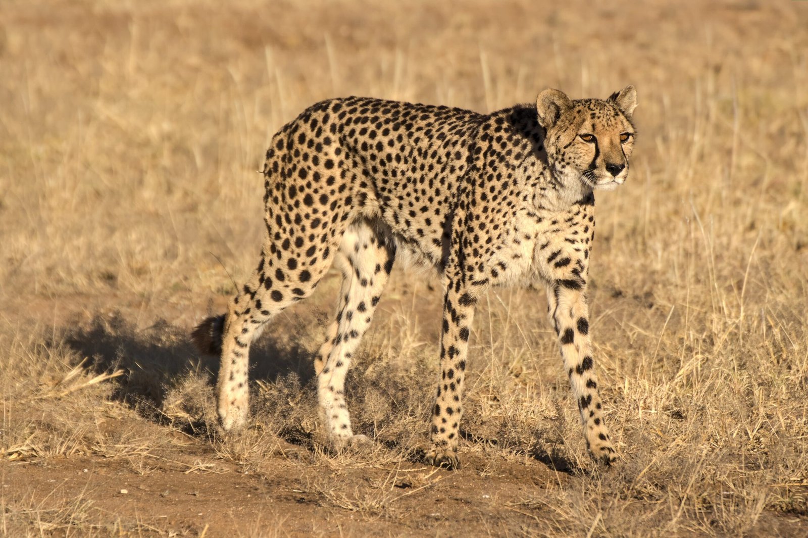 Funding: The Lifeline of Conservation (image credits: wikimedia)