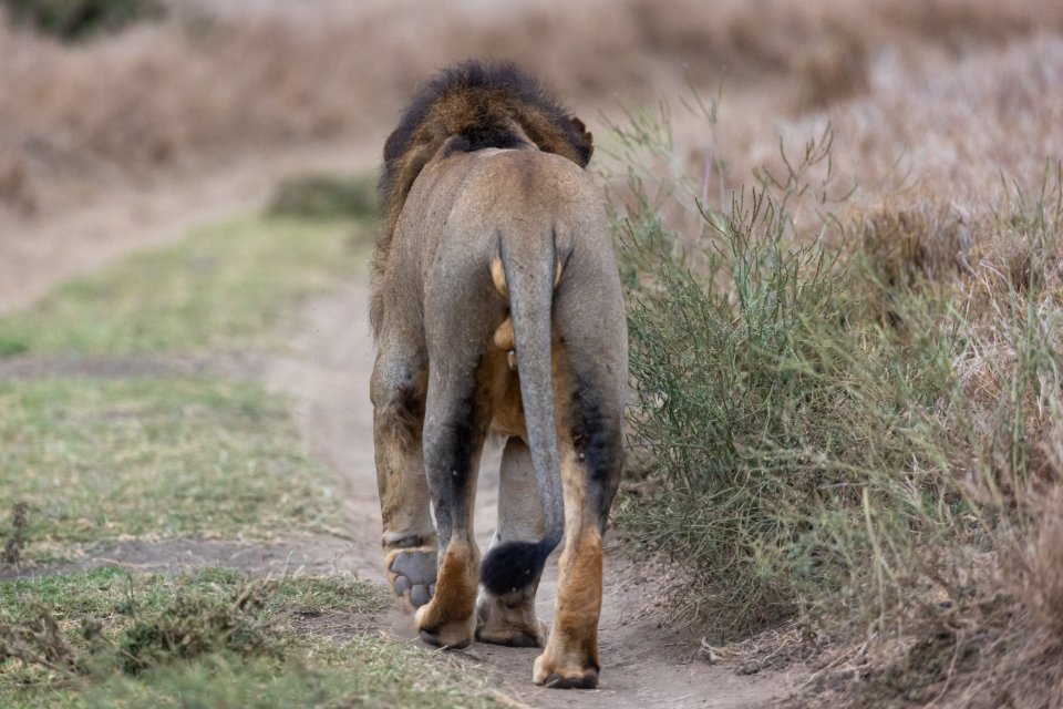 Restoring Degraded Habitats (image credits: stocksnap)