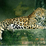 Leopards Considered
