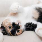 Whiskers to Navigate