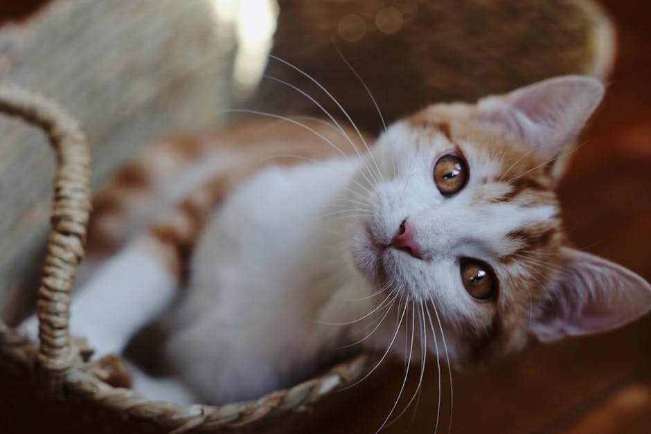 Companionship and Loneliness (image credits: pexels)