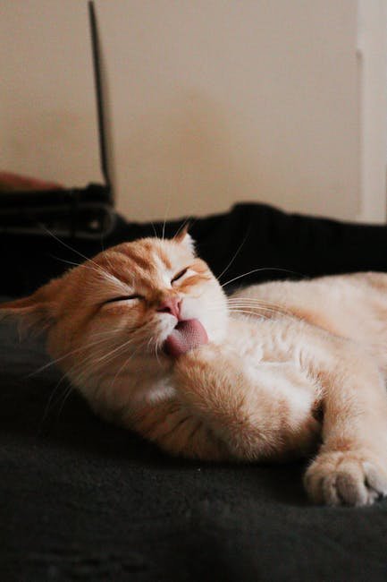 Habitual Behavior (image credits: pexels)
