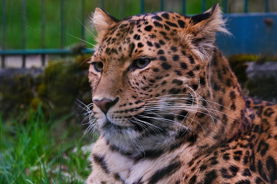 Varied Coat Patterns (image credits: pexels)