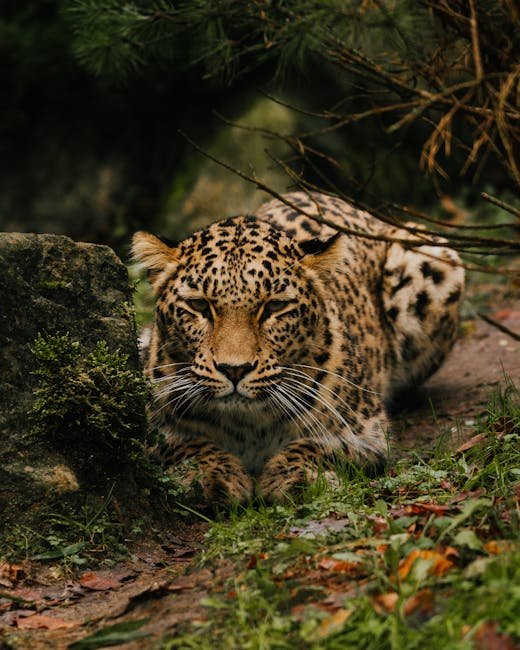 Conservation Challenges (image credits: pexels)