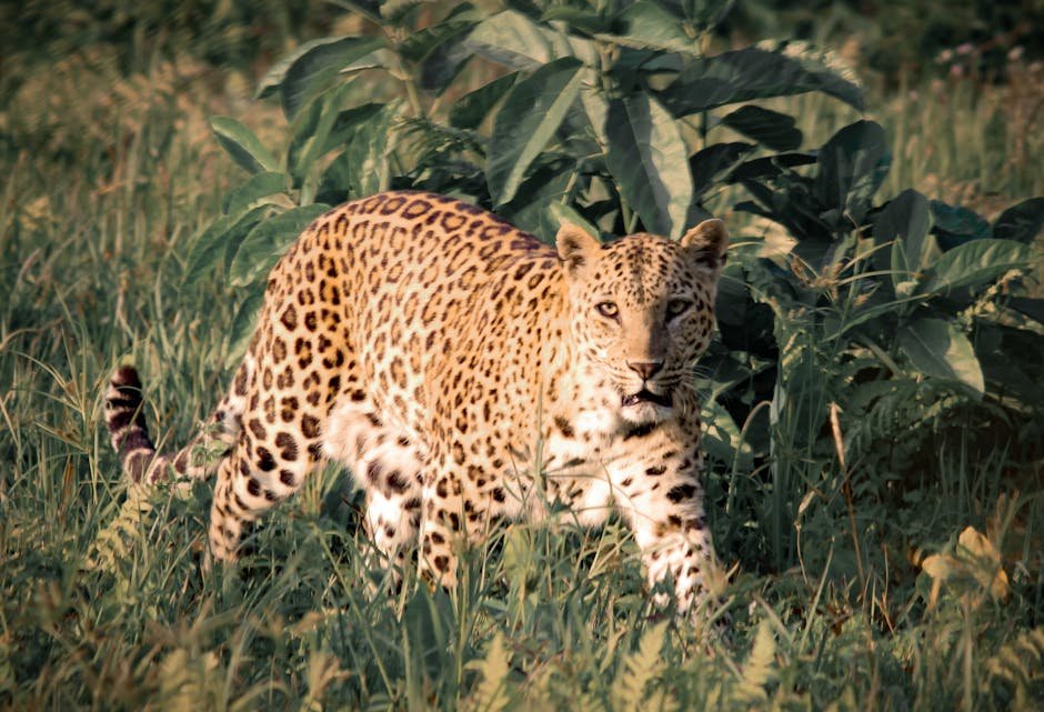 Role in Ecosystem Balance (image credits: pexels)