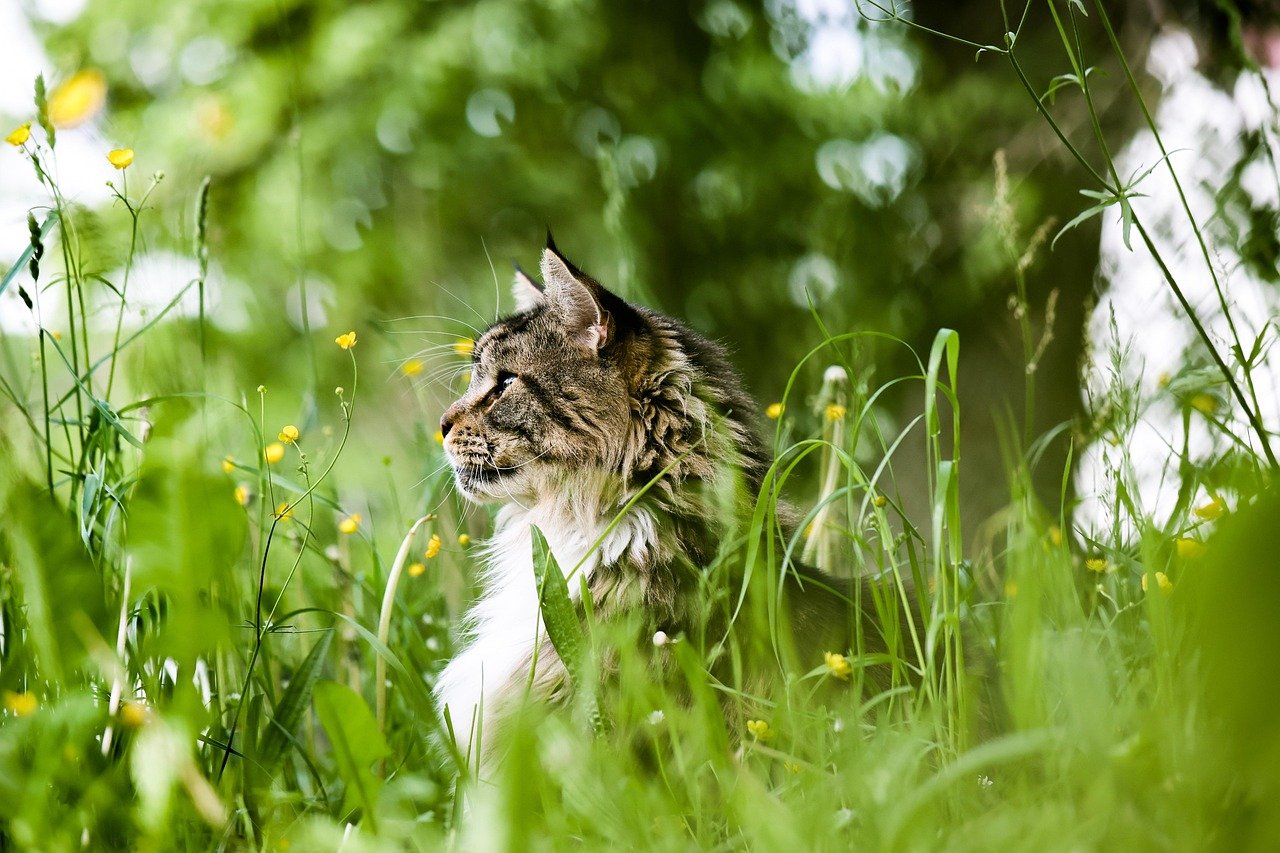Structure and Placement of Whiskers (image credits: pixabay)