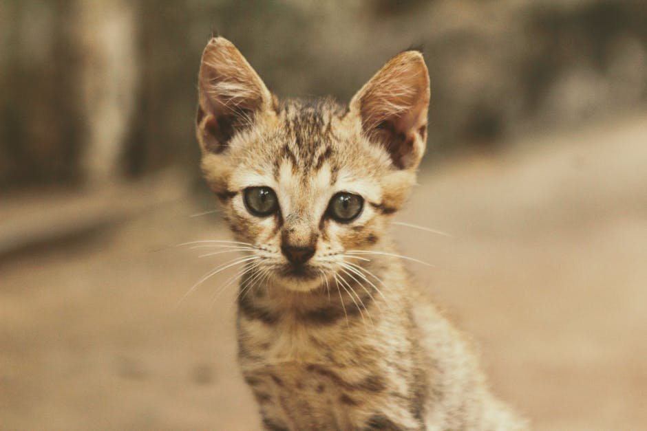 The Evolution of Whiskers (image credits: pexels)