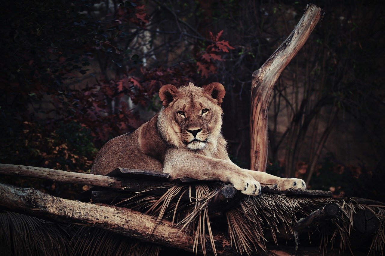 Lions and the Shrinking Savanna (image credits: pixabay)