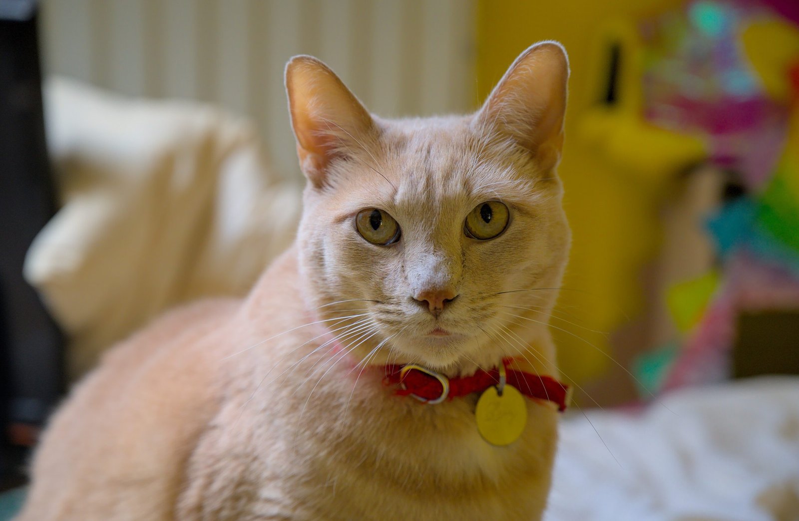 Invest in a Quality Cat Bed (image credits: wikimedia)