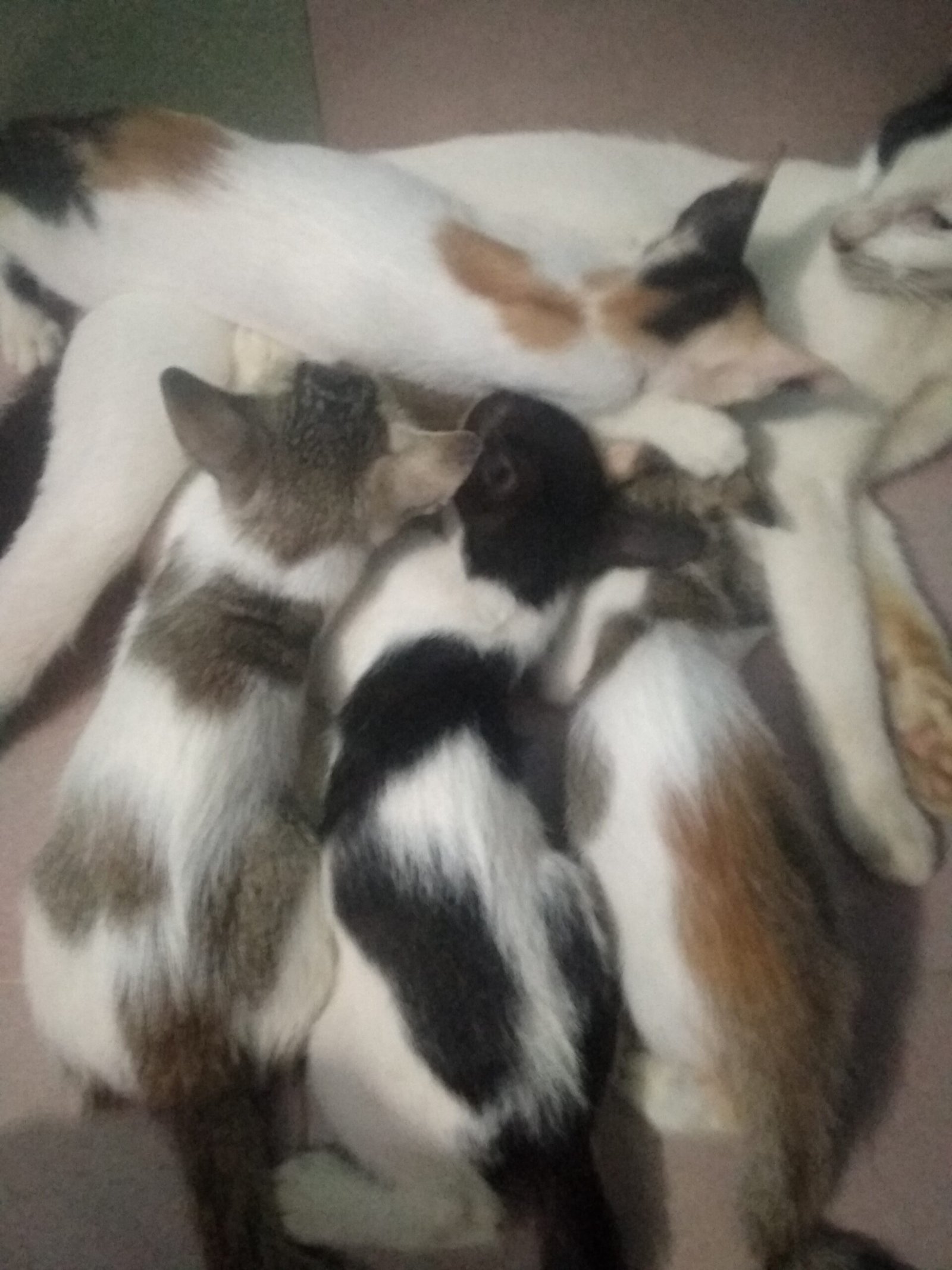 Understanding Cat Behavior is Crucial (image credits: wikimedia)