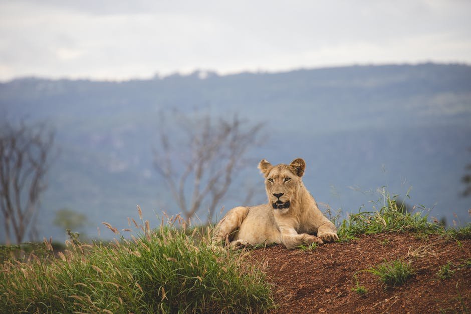 Marking Territory (image credits: pexels)
