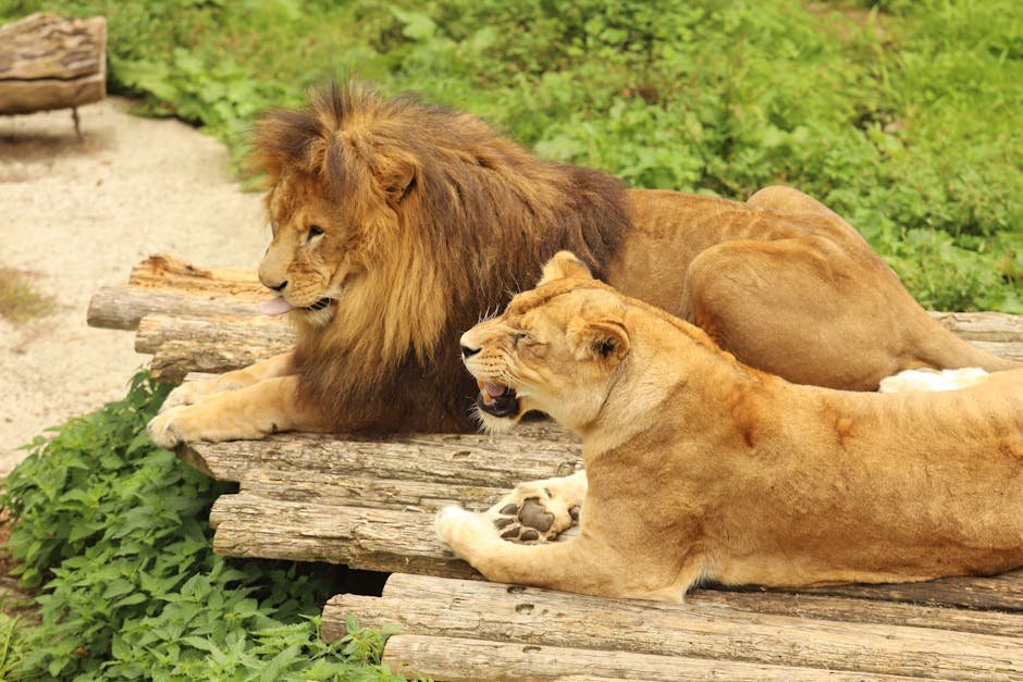 Coexistence with Other Predators (image credits: pexels)