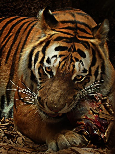 Understanding Prey vs. Threat (image credits: pexels)