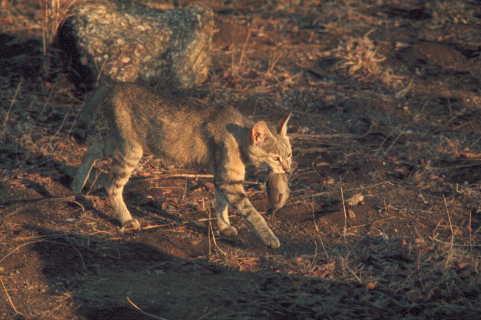 Learning from Past Encounters (image credits: wikimedia)