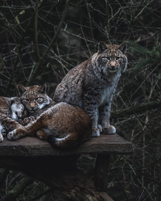 Social Dynamics within Groups (image credits: pexels)