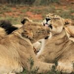 How Big Cats React to Unfamiliar Animals in Their Territory