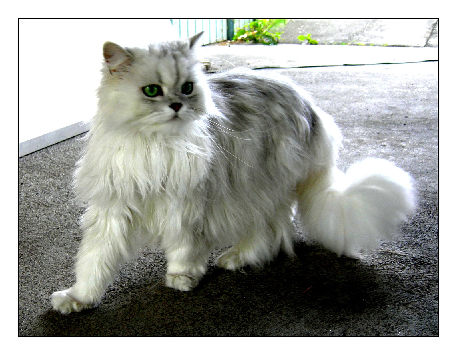 Observing Your Cat’s Preferences (image credits: wikimedia)