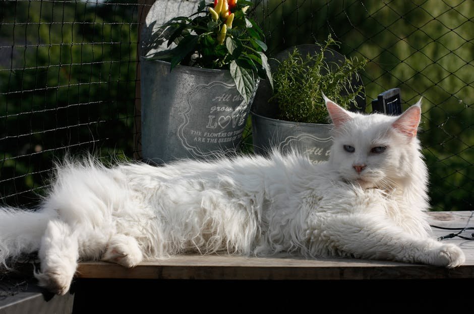 Maine Coon (image credits: pexels)