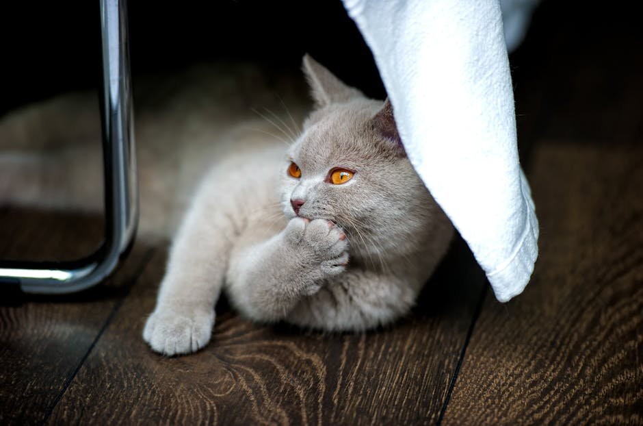 British Shorthair (image credits: pexels)