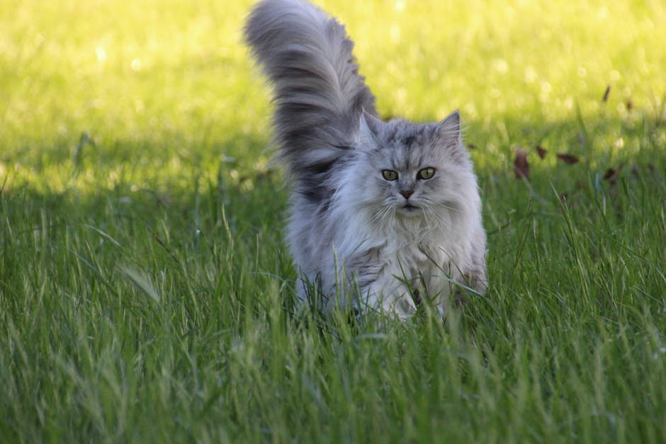 Persian (image credits: pexels)