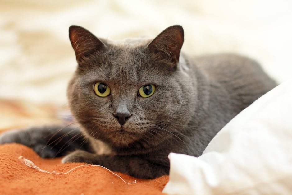Chartreux (image credits: pexels)