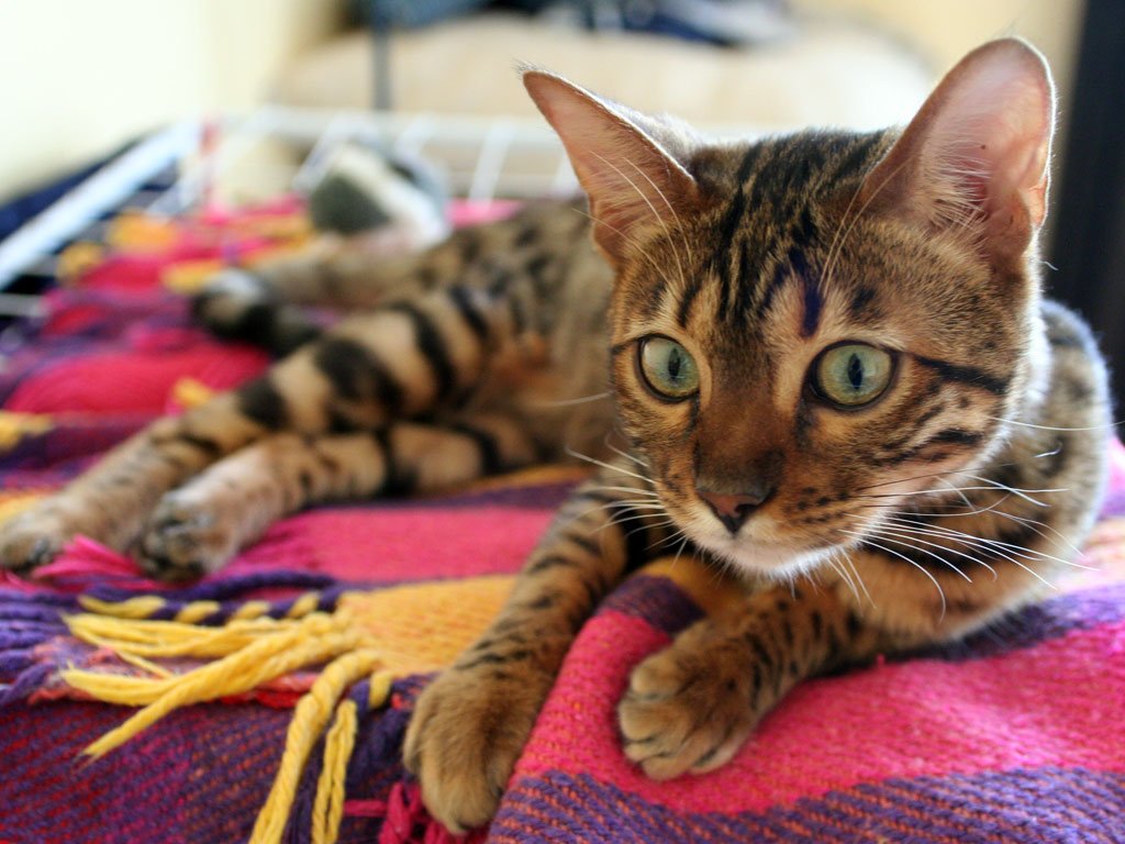 Bengal (image credits: wikimedia)