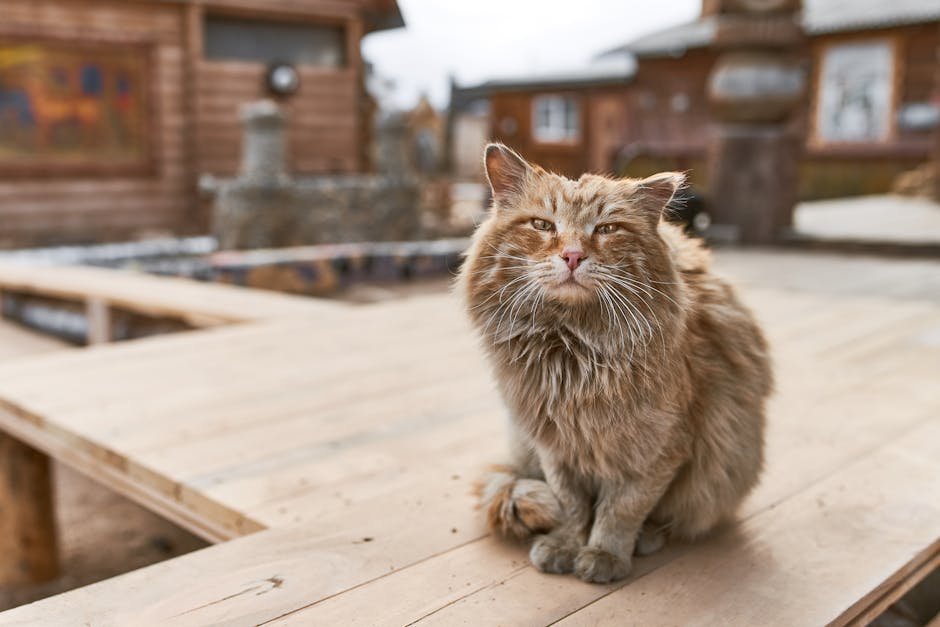 Chausie (image credits: pexels)