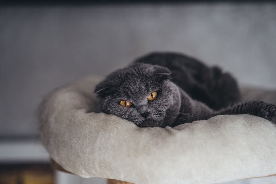 Scottish Fold (image credits: pexels)