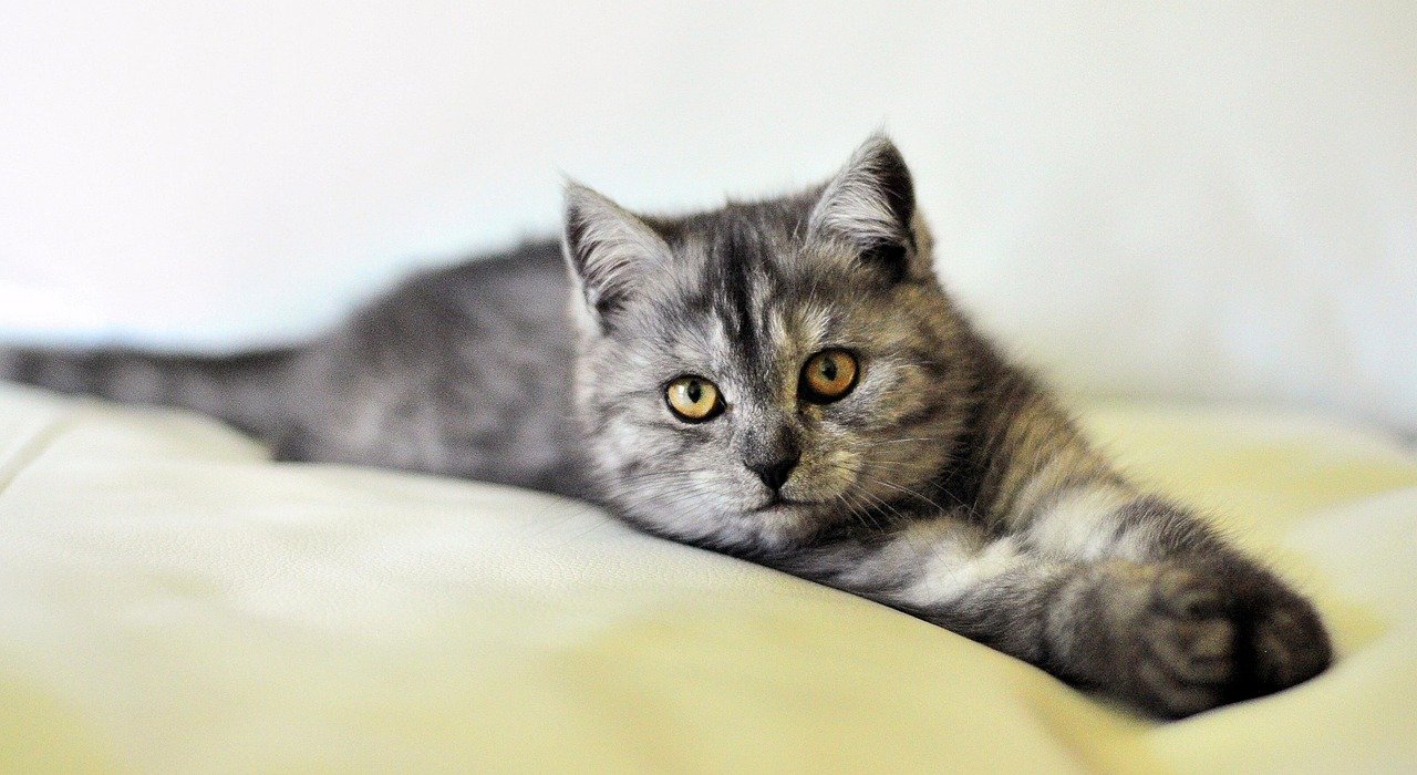 Exotic Shorthair: The Easy-going Teddy Bear (image credits: pixabay)