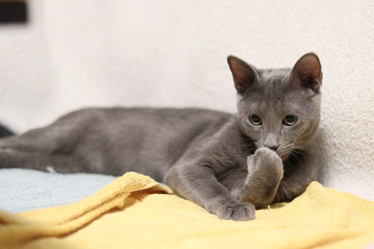 Russian Blue: The Elegant and Affectionate Feline (image credits: pixabay)