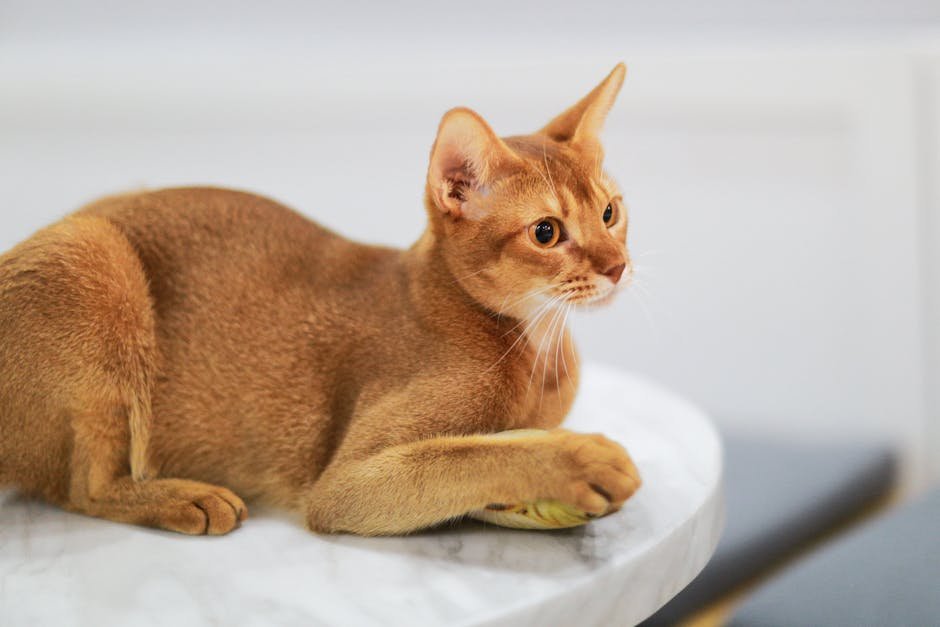10. Abyssinian (image credits: pexels)