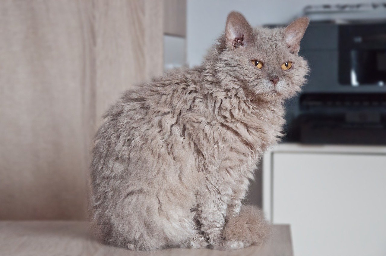 13. Cornish Rex (image credits: pixabay)