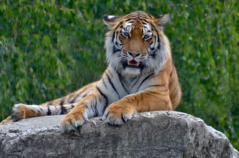 The Element of Surprise in Predatory Success (image credits: pexels)