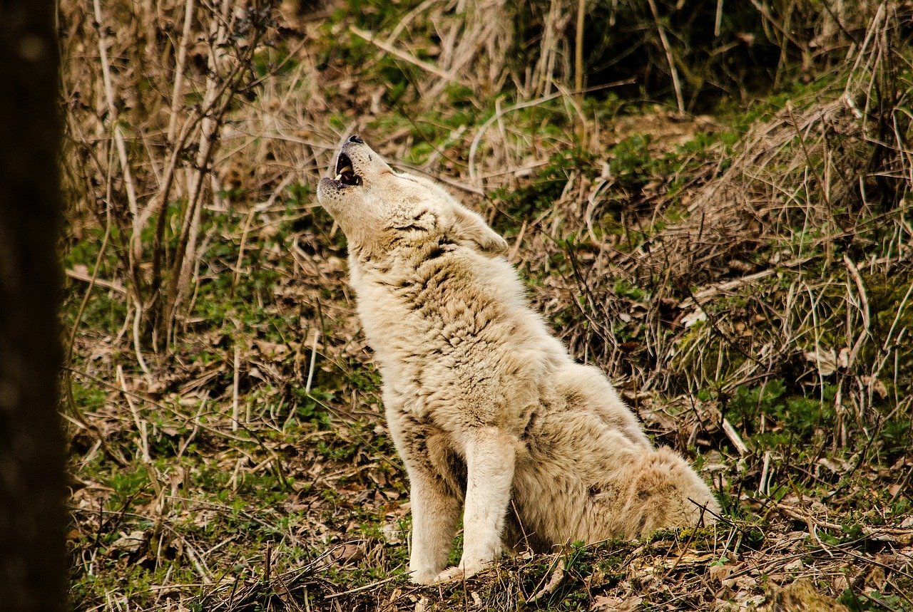 Environmental Factors and Their Impact on Hunting (image credits: pixabay)