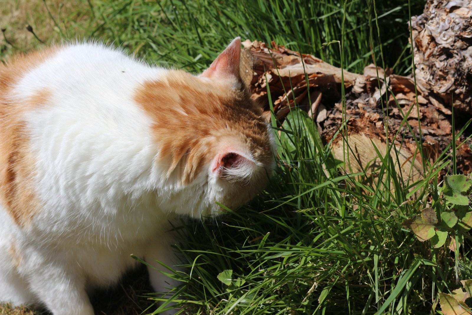 Hormones and Their Impact on Feline Curiosity (image credits: wikimedia)