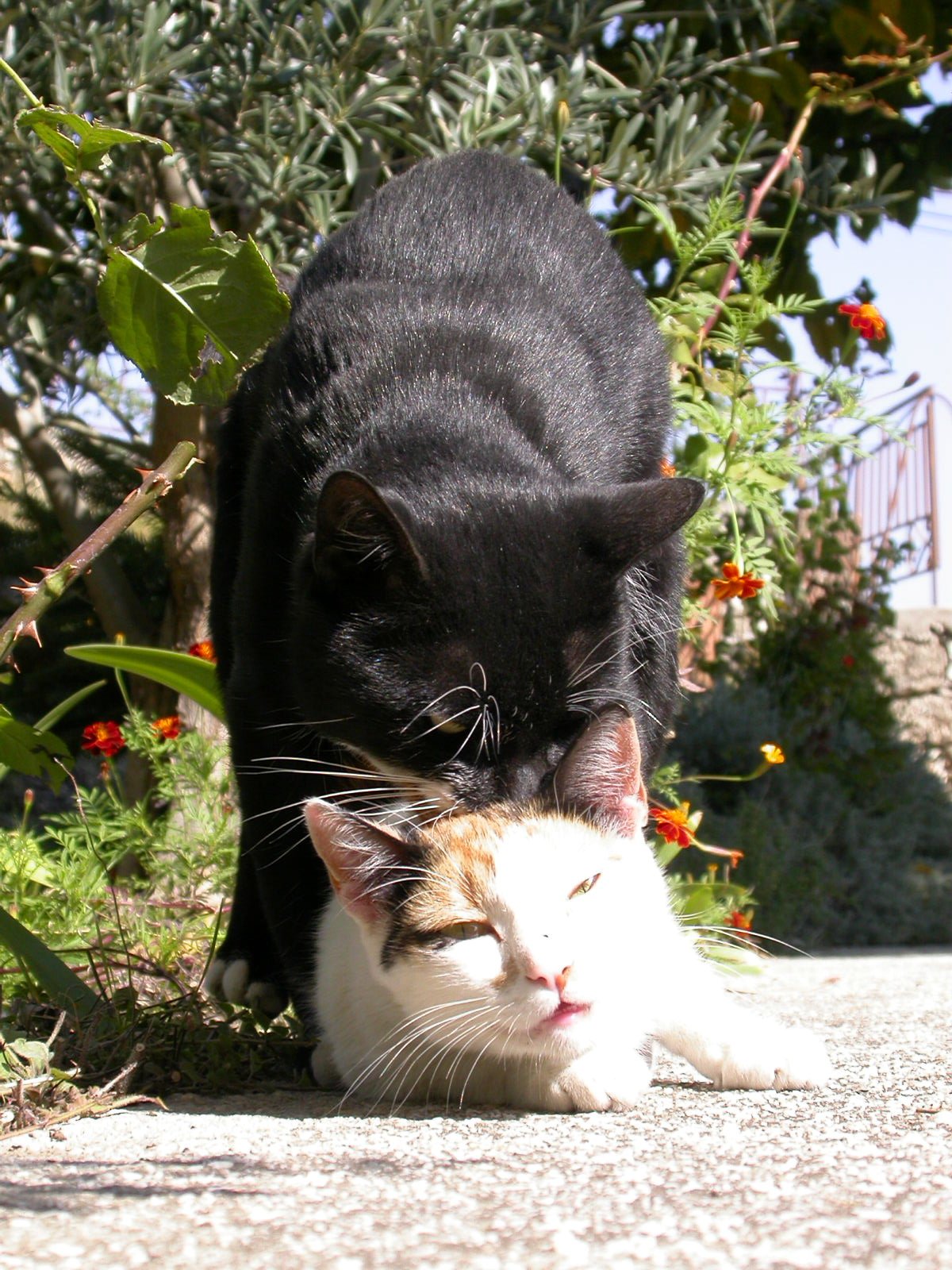 Curiosity and Aging in Cats (image credits: wikimedia)