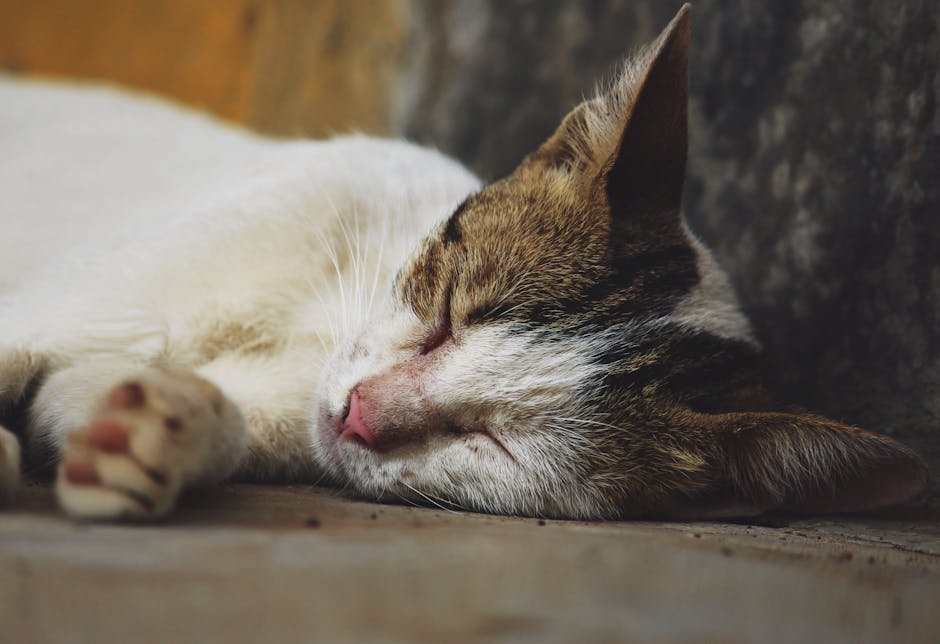 Loud Noises and Sudden Changes (image credits: pexels)