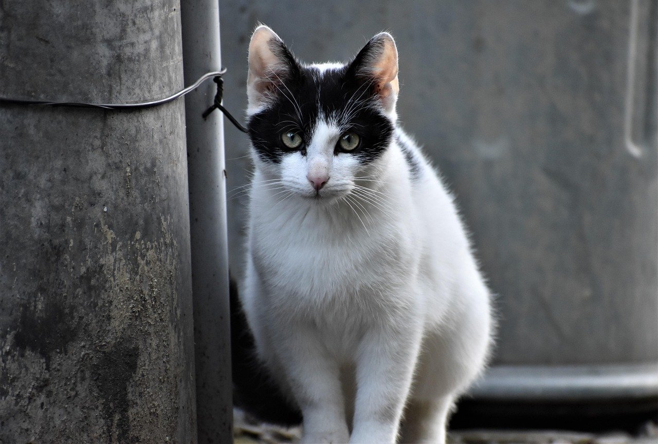 Bi-Color Cat Fur (image credits: pixabay)