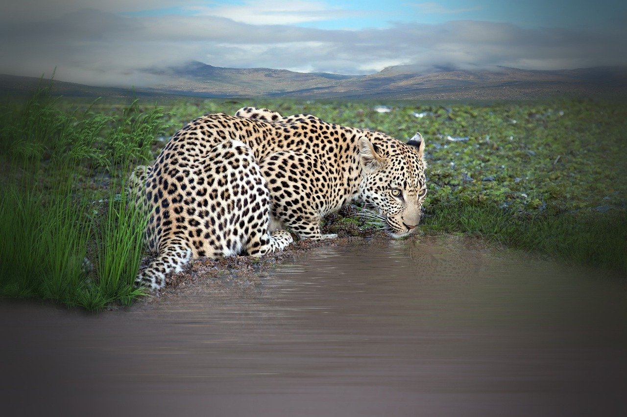 Observing Watering Holes (image credits: pixabay)