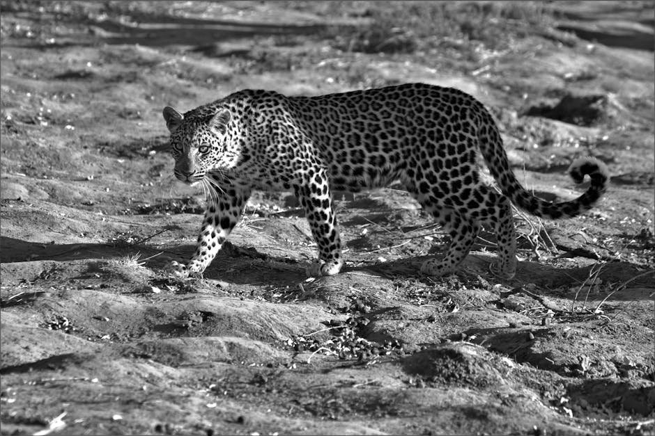 Spotting Tail Drag Marks (image credits: pexels)