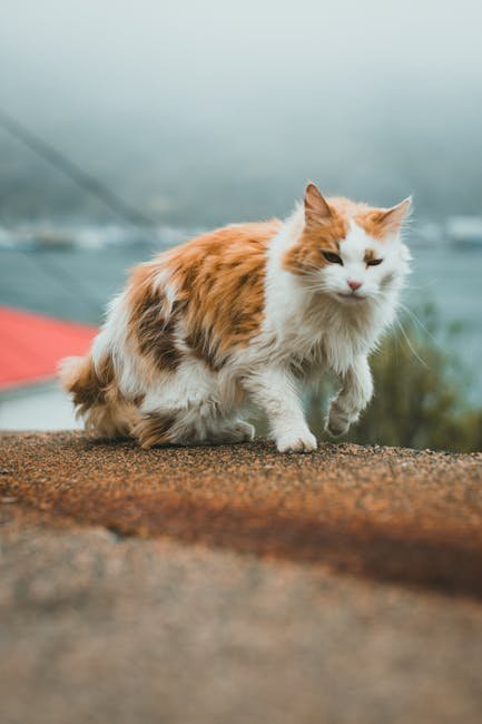Isolation: A Sign of Distress (image credits: pexels)