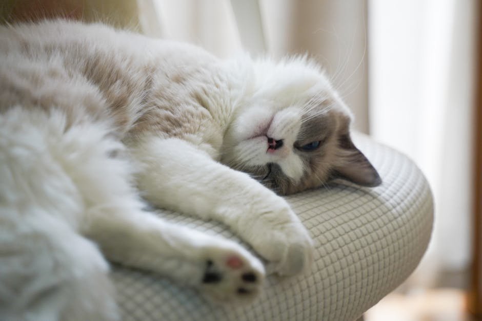 Ragdoll: The Floppy Sleeper (image credits: pexels)