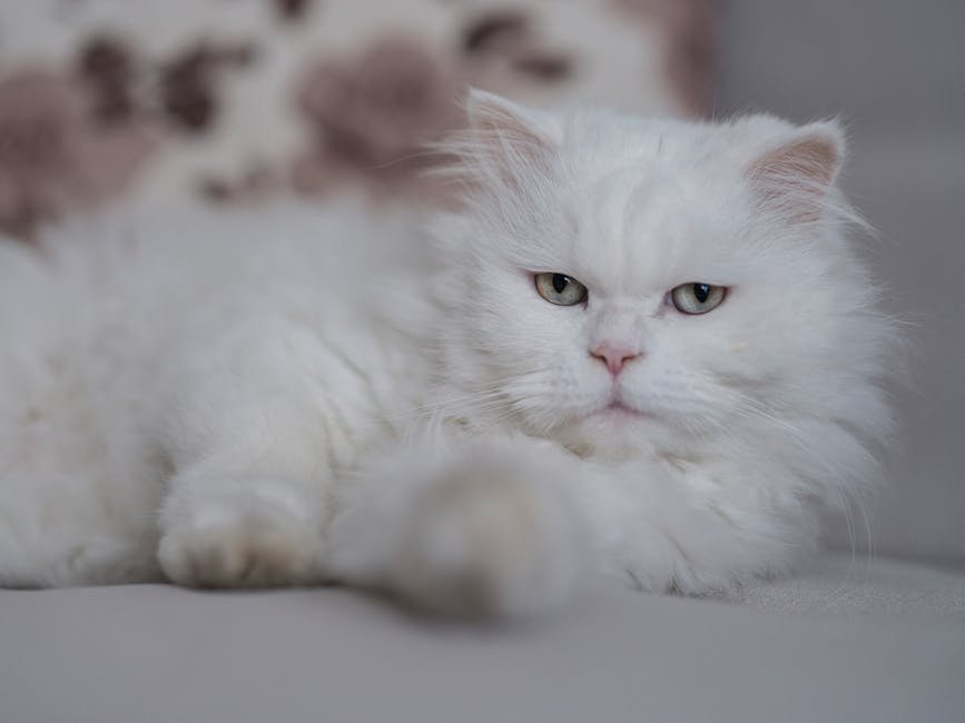 Persian: The Luxurious Lounger (image credits: pexels)