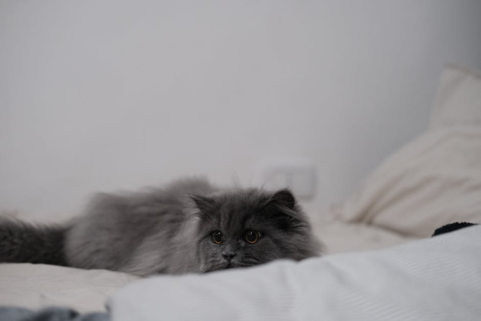 British Shorthair: The Stoic Sleeper (image credits: pexels)