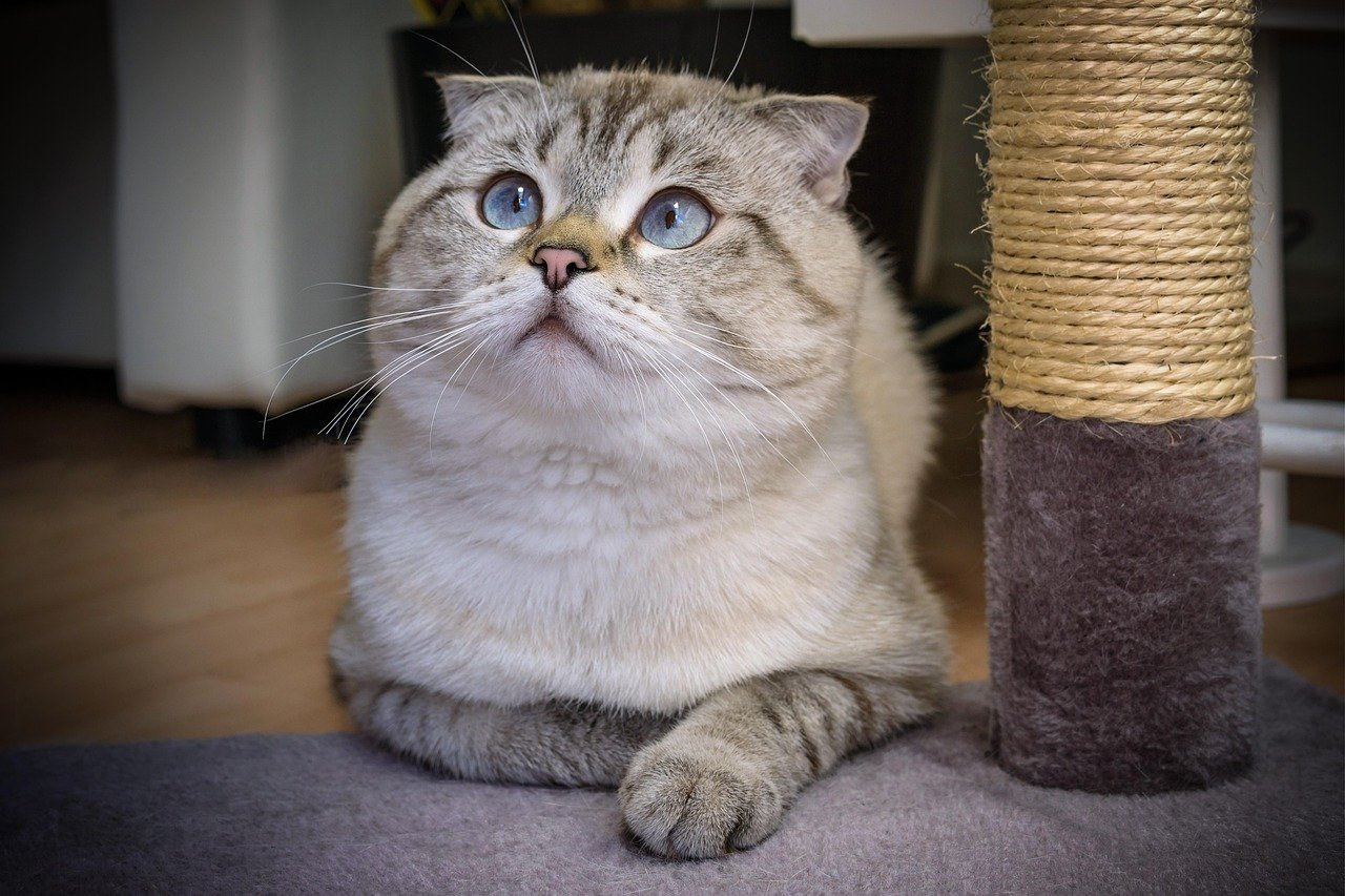 Scottish Fold: The Gentle Observer (image credits: pixabay)