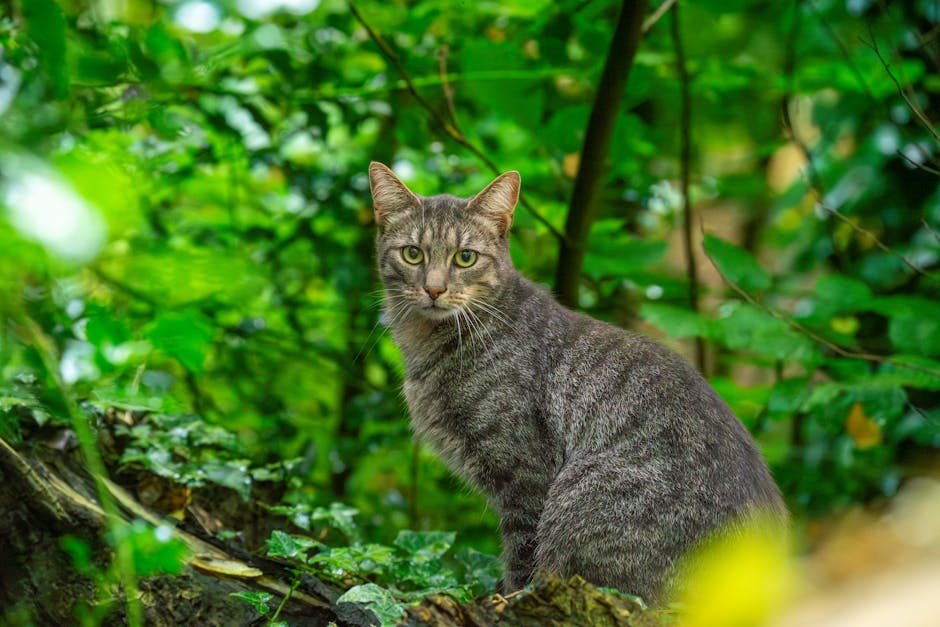 Savannah Cats: Majestic and Mighty (image credits: pexels)