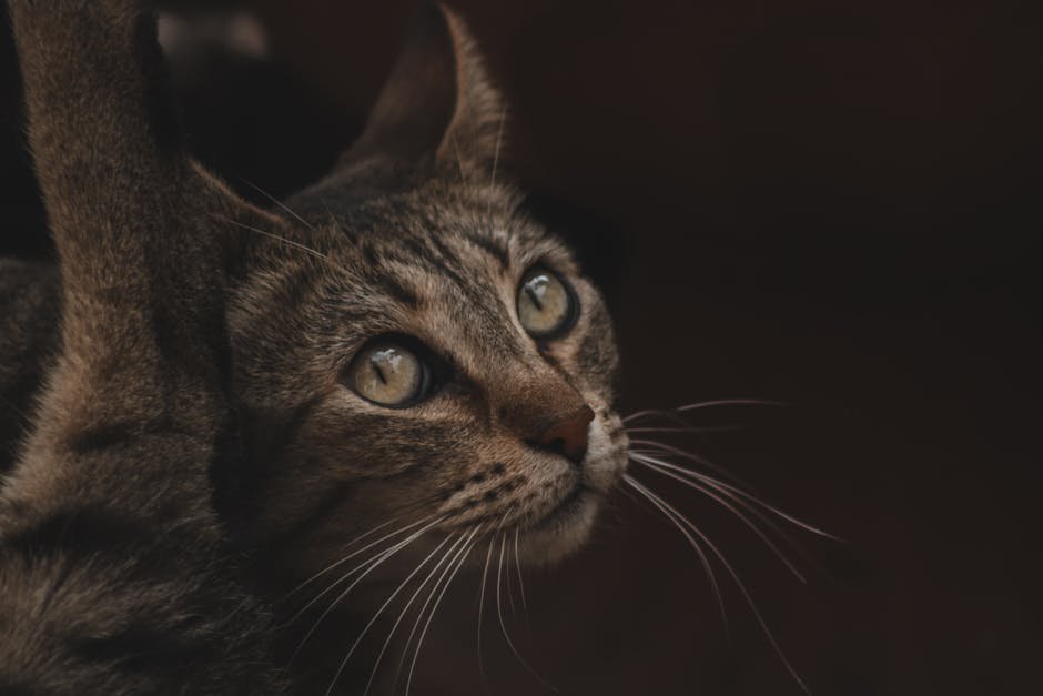 7. Sensitivity to Touch (image credits: pexels)
